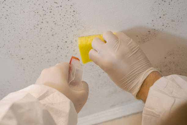 Professional Mold Removal in Country Club Hills, MO